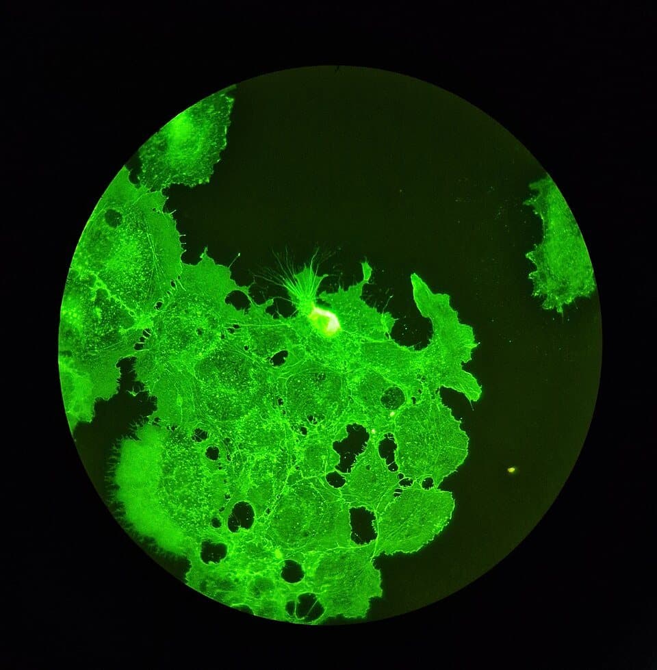 Semaglutide